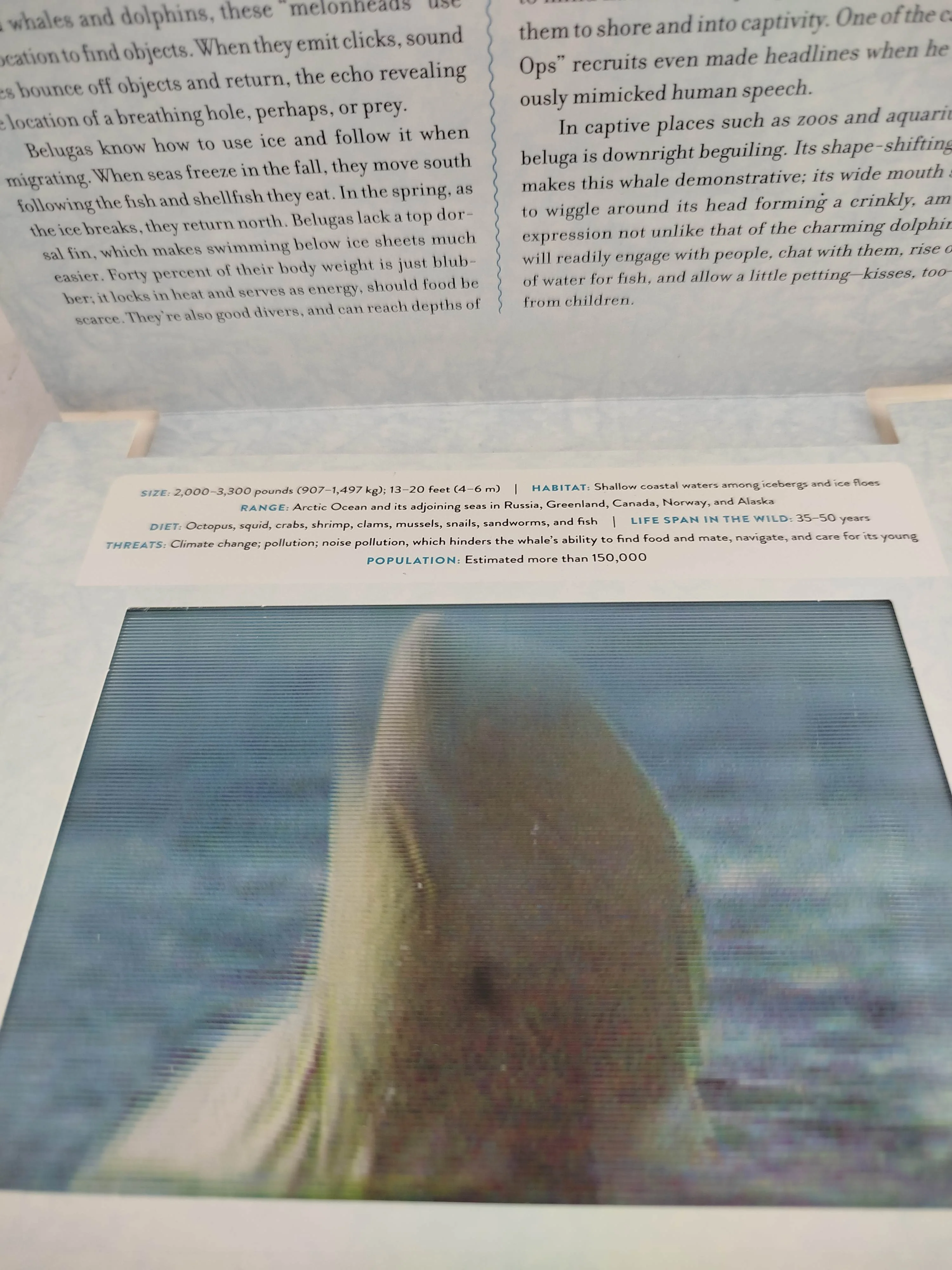 Polar - Image 3