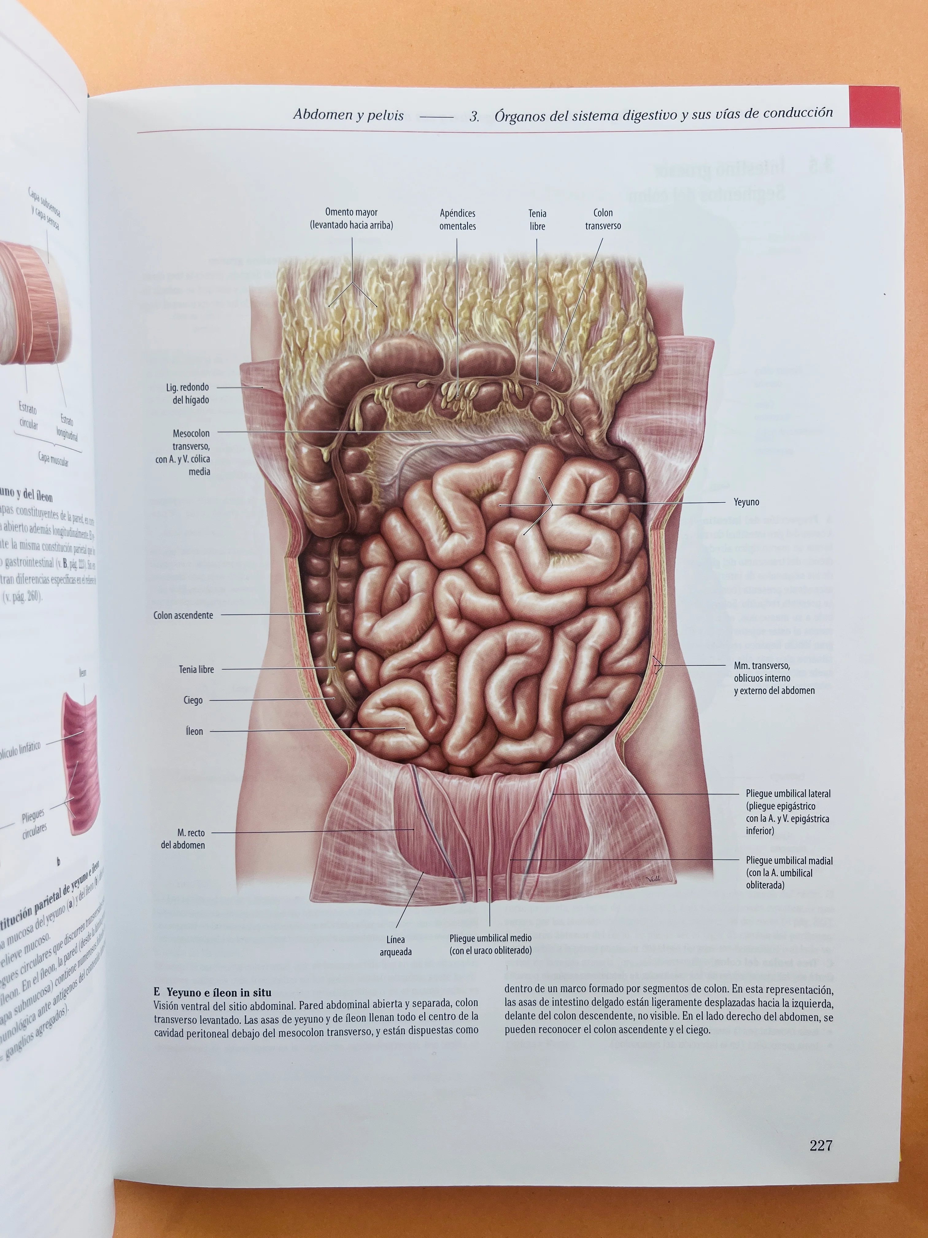 Prometheus Colección Textos y Atlas de Anatomía 3 volumenes, Anatomía general y aparato Locomotor, Órganos internos Cabeza, cueolo y Neuroanatomía tercera edición - Image 10