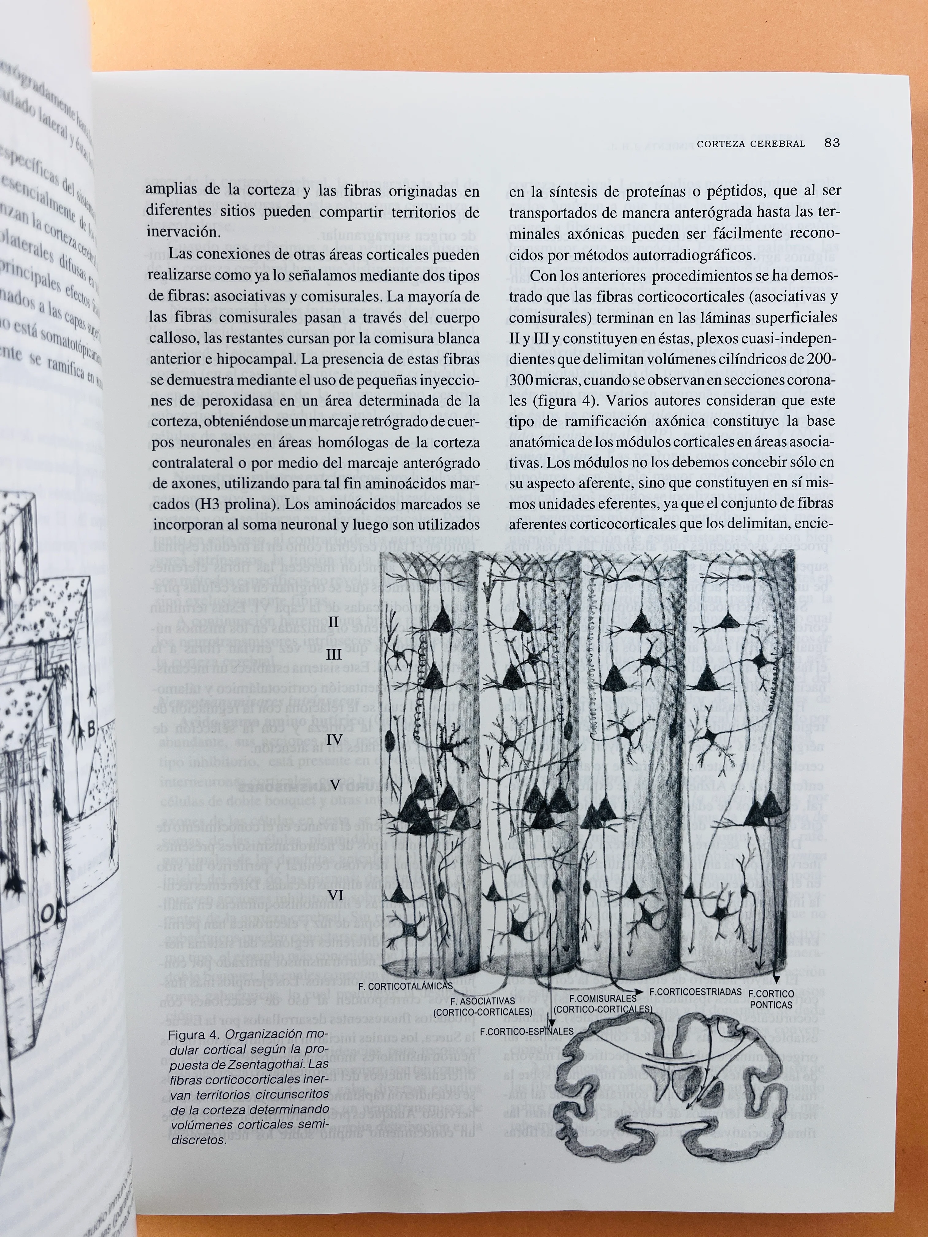 Sistema nervioso - Image 4