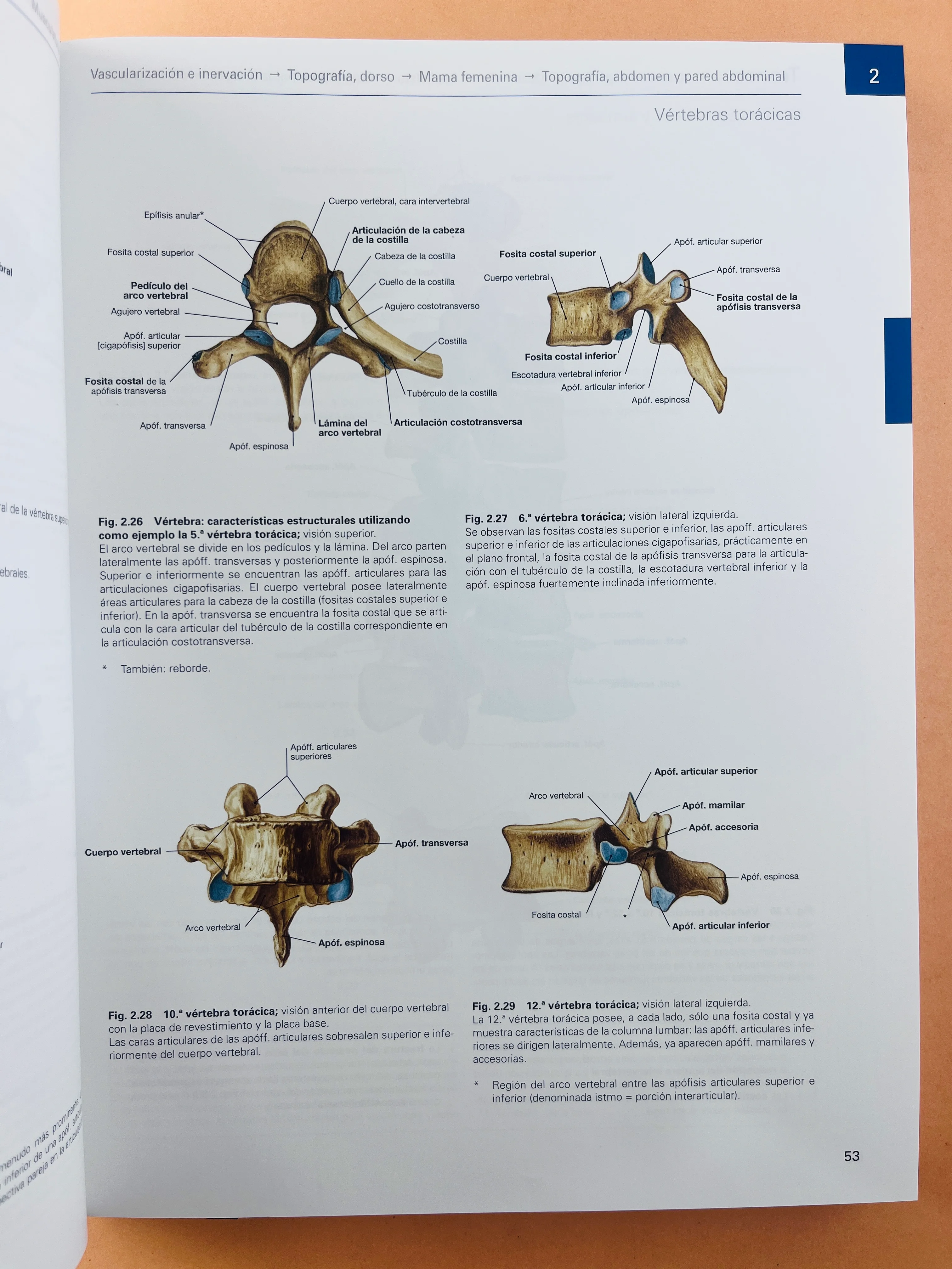 Sobotta Colección Atlas de anatomía humana 23a edición 3 volumen Cabeza, cuello y neuroanatomía. Órganos internos, Anatomía general y aparato locomotor - Image 10