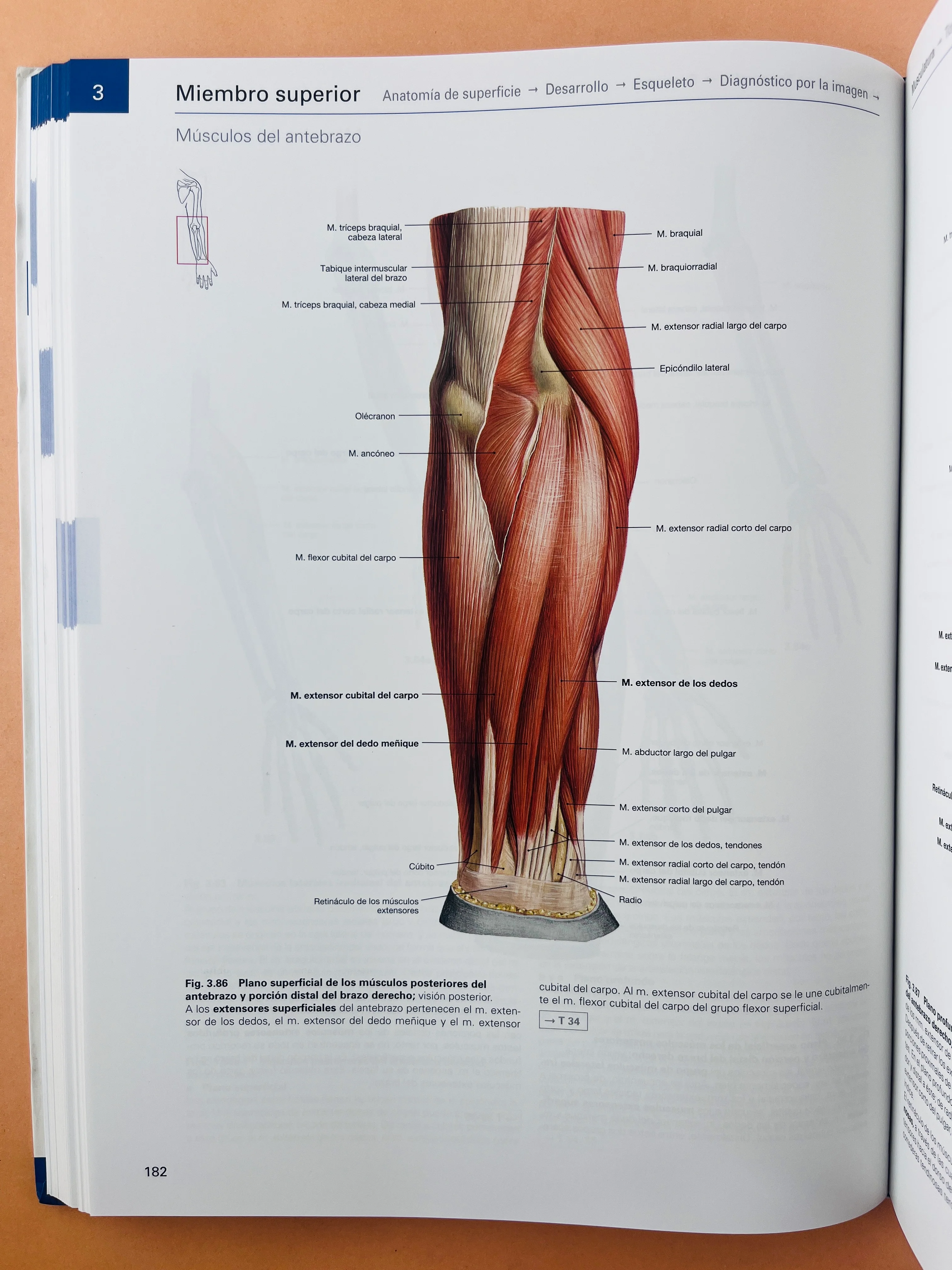 Sobotta Colección Atlas de anatomía humana 23a edición 3 volumen Cabeza, cuello y neuroanatomía. Órganos internos, Anatomía general y aparato locomotor - Image 11