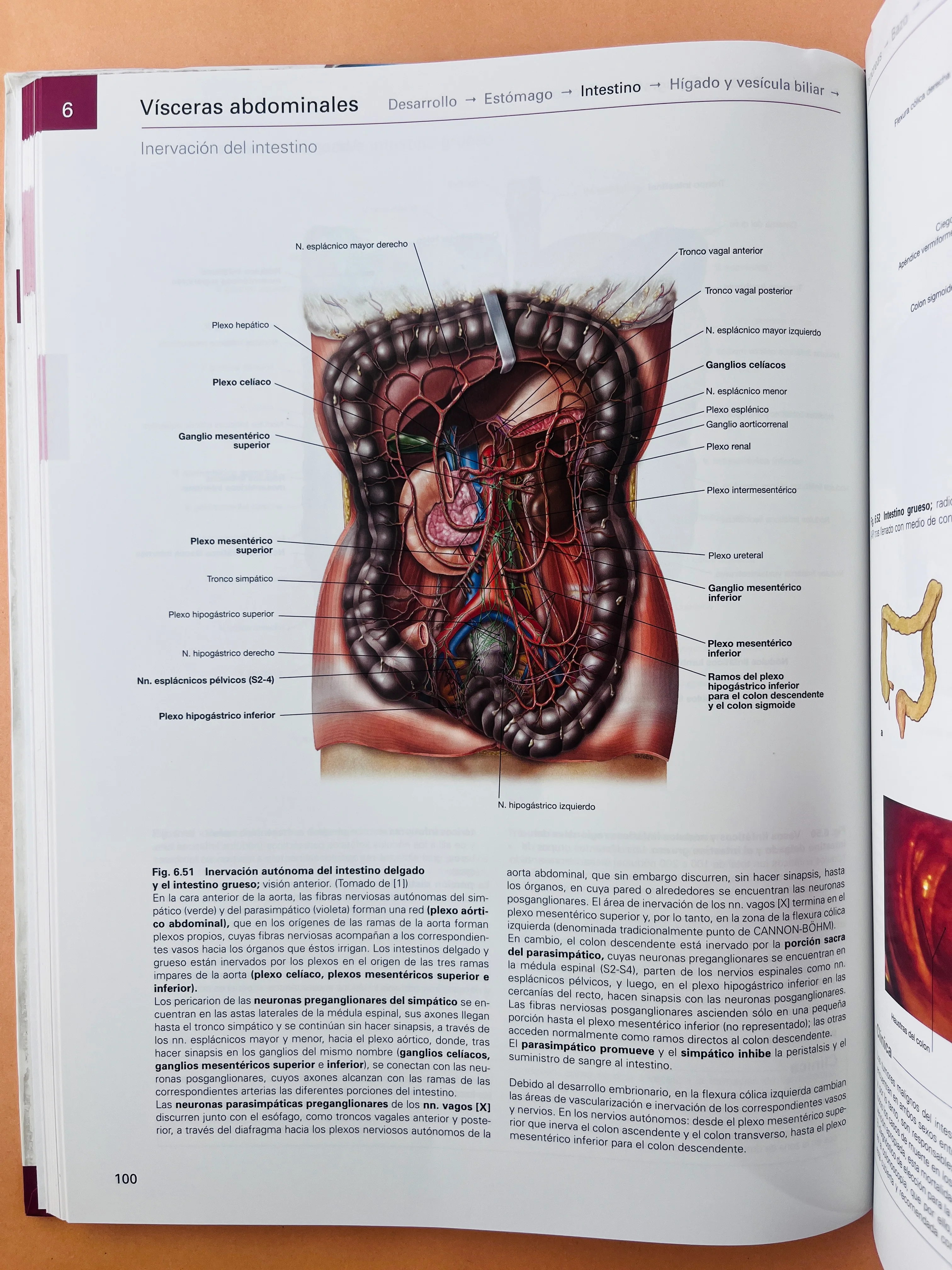 Sobotta Colección Atlas de anatomía humana 23a edición 3 volumen Cabeza, cuello y neuroanatomía. Órganos internos, Anatomía general y aparato locomotor - Image 3