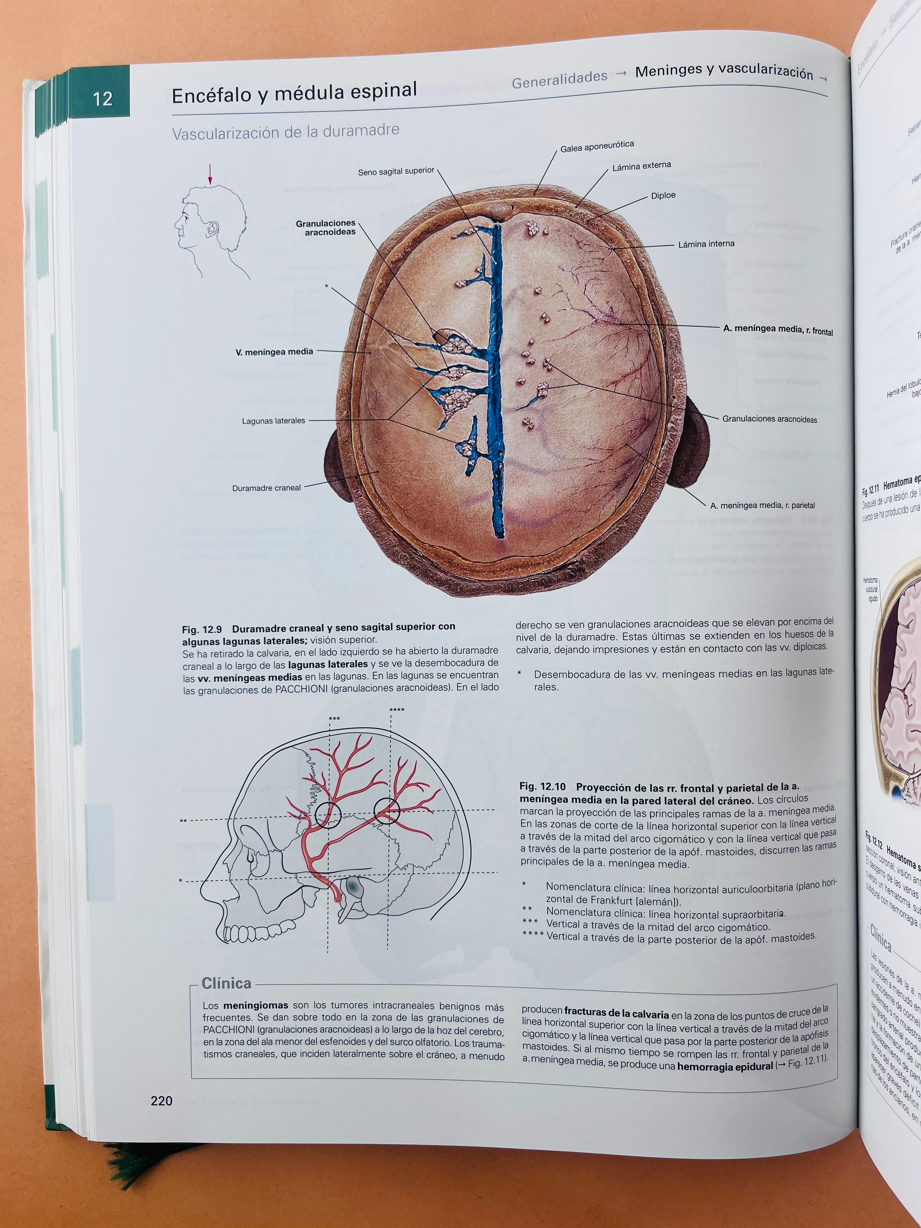 Sobotta Colección Atlas de anatomía humana 23a edición 3 volumen Cabeza, cuello y neuroanatomía. Órganos internos, Anatomía general y aparato locomotor - Image 4