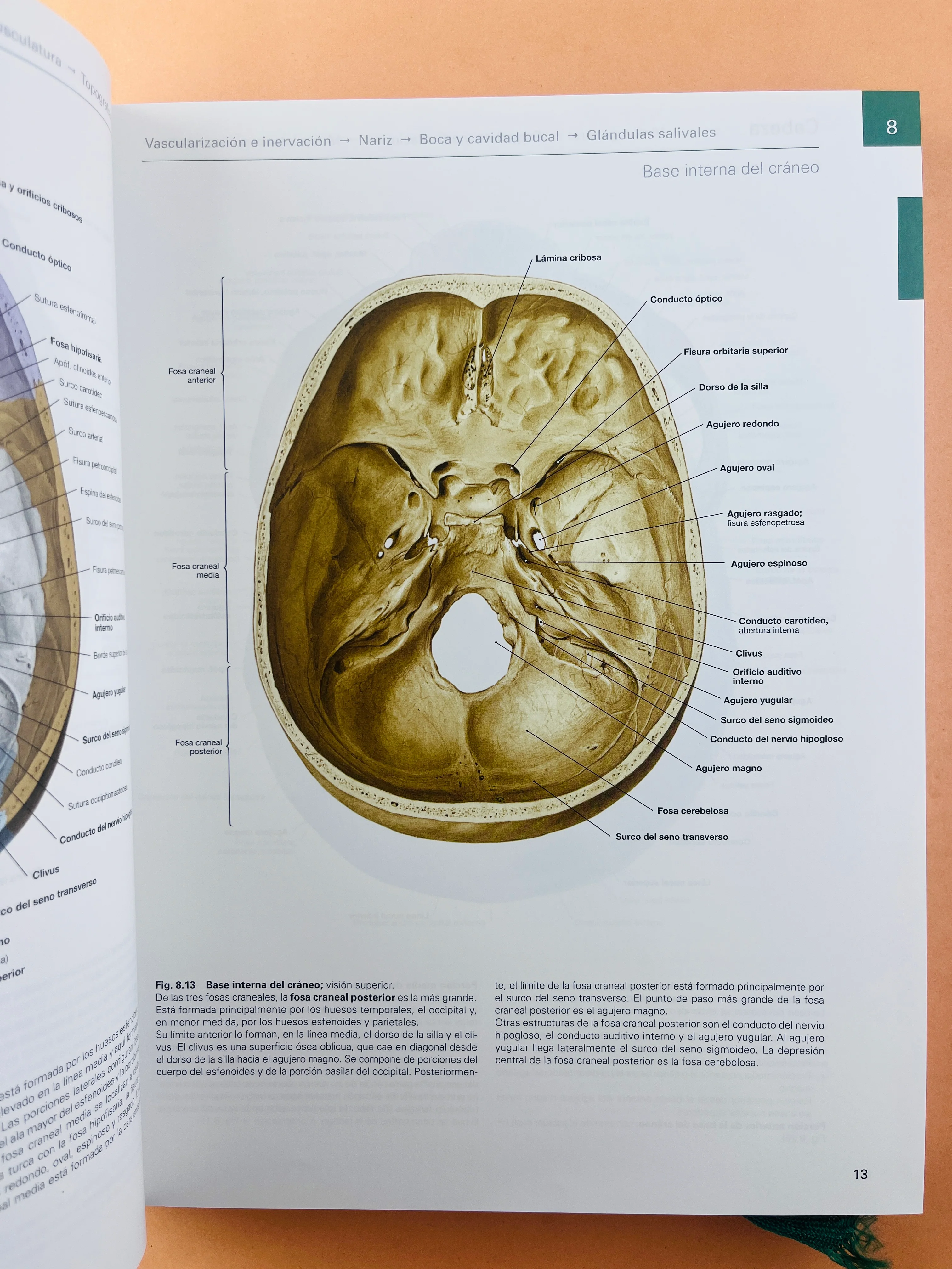 Sobotta Colección Atlas de anatomía humana 23a edición 3 volumen Cabeza, cuello y neuroanatomía. Órganos internos, Anatomía general y aparato locomotor - Image 5