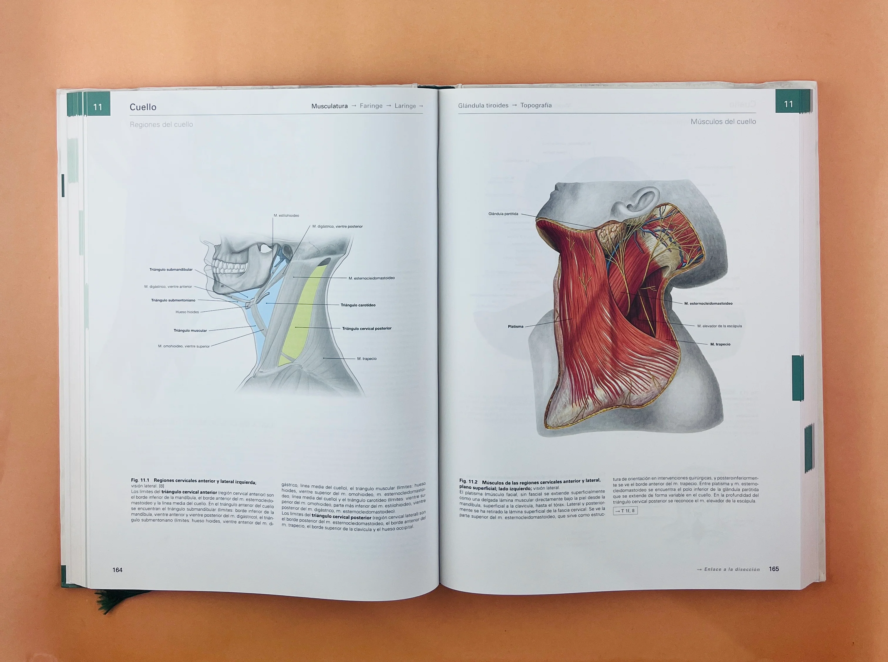 Sobotta Colección Atlas de anatomía humana 23a edición 3 volumen Cabeza, cuello y neuroanatomía. Órganos internos, Anatomía general y aparato locomotor - Image 7