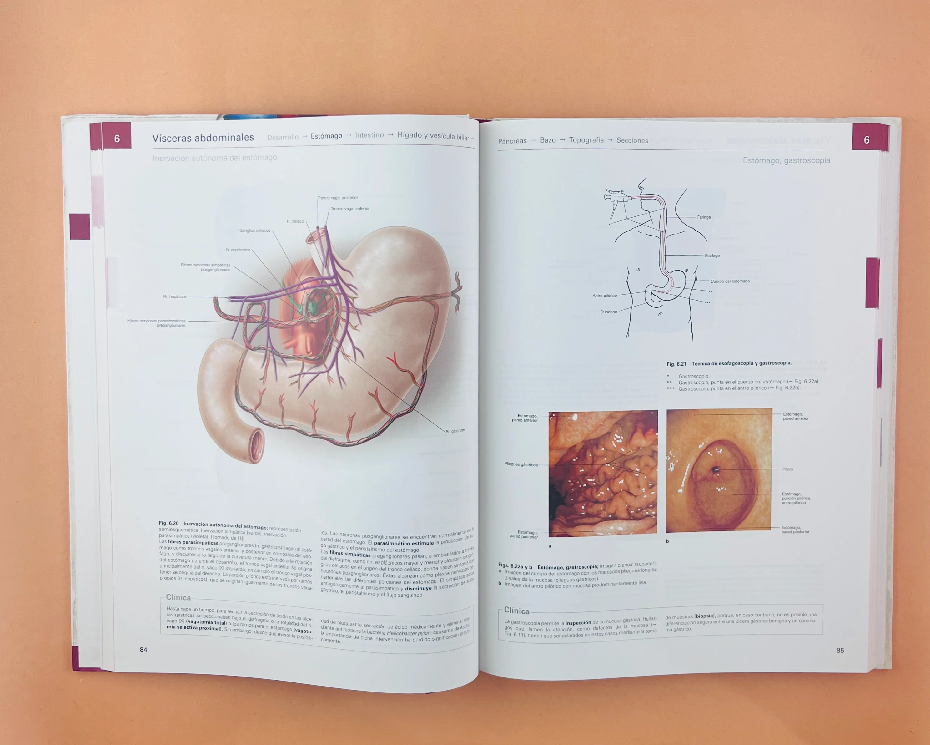 Sobotta Colección Atlas de anatomía humana 23a edición 3 volumen Cabeza, cuello y neuroanatomía. Órganos internos, Anatomía general y aparato locomotor + cartlilla tablas de de músculos, articulacio - Image 8