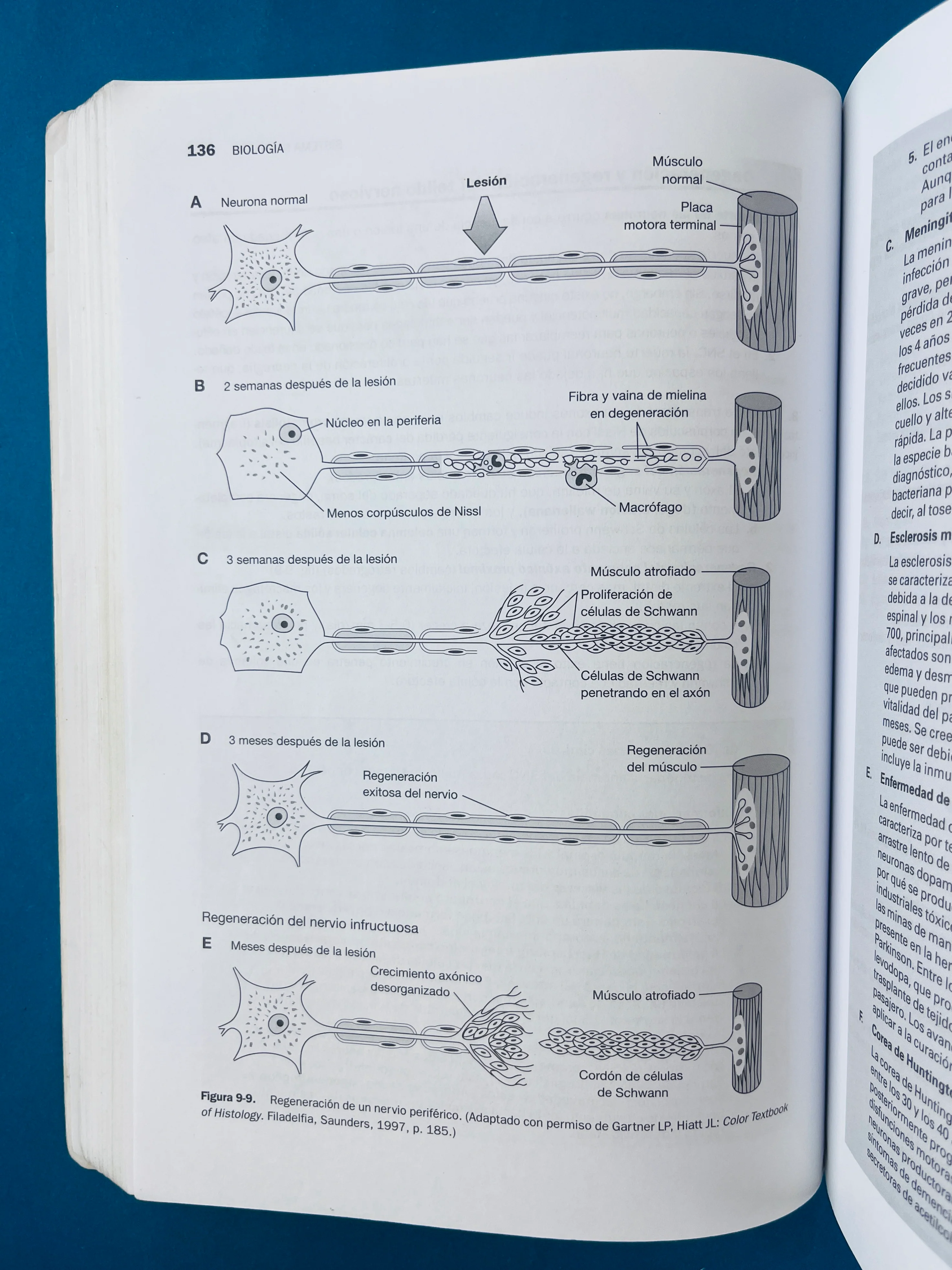 Temas clave biología Celuiar E Histología quinta edición - Image 5