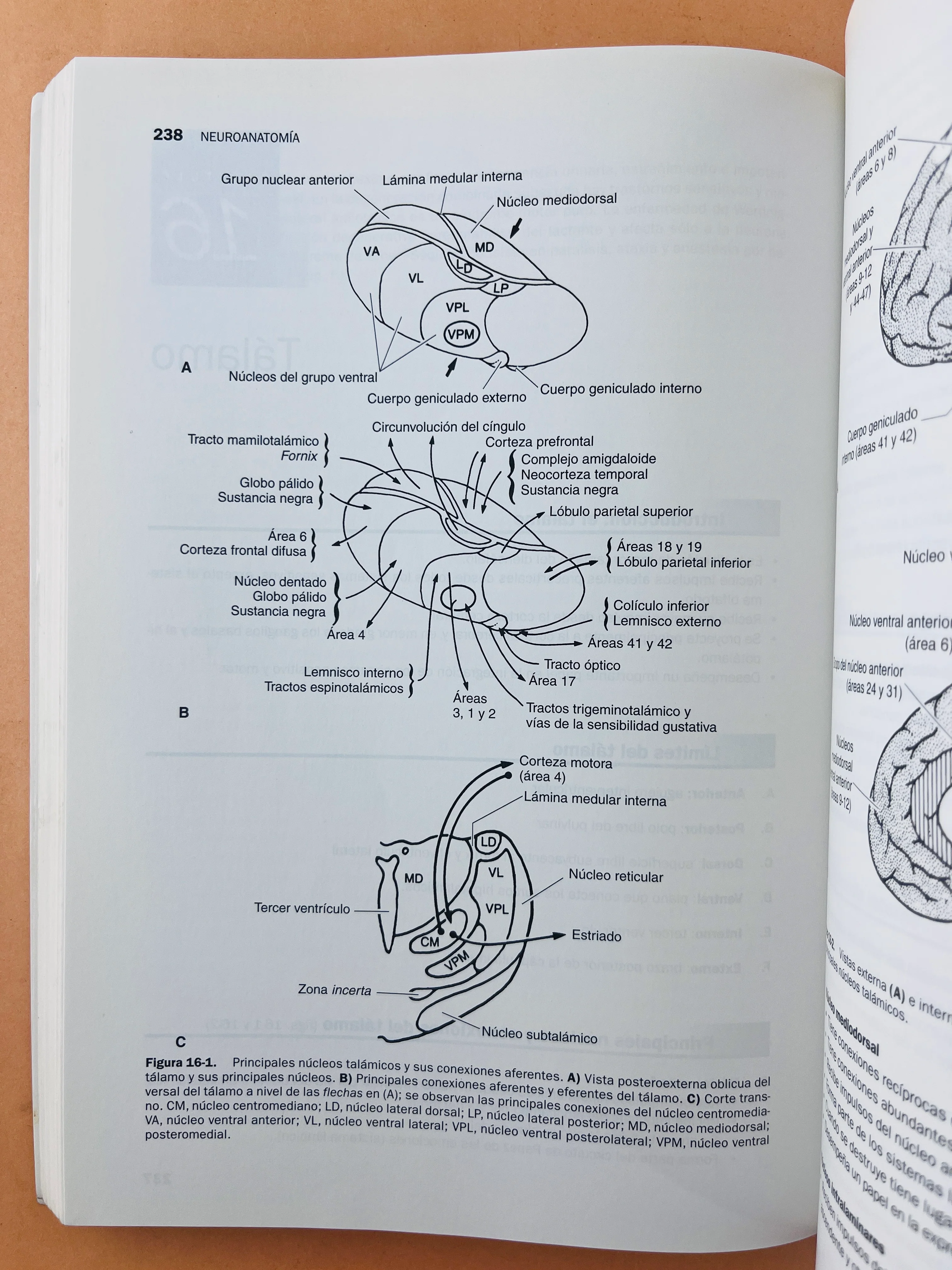 Temas clave neuroanatomía cuarta edición - Image 5