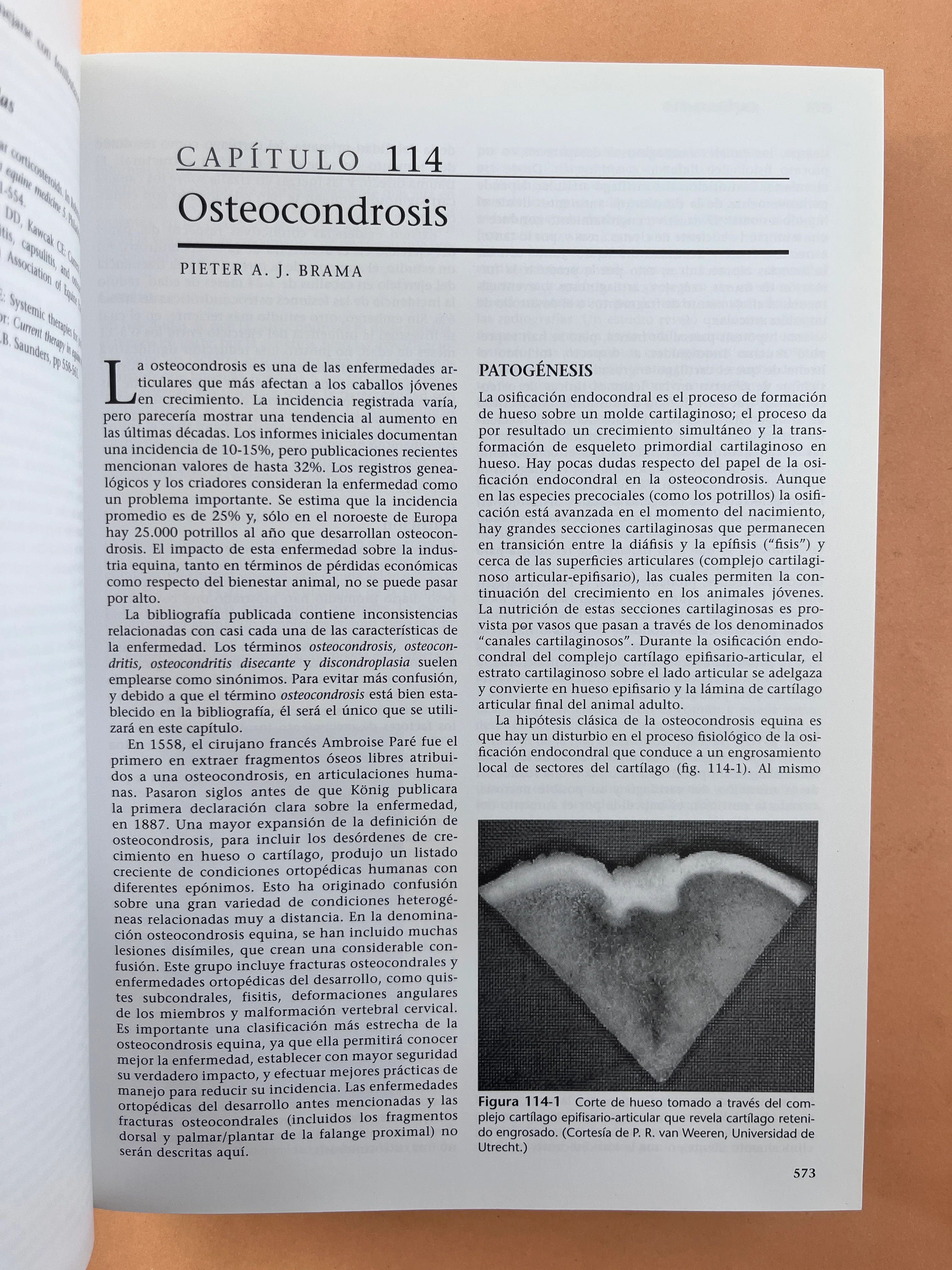 Terapéutica Actual en Medicina Equina 2 volúmenes sexta edición - Image 5