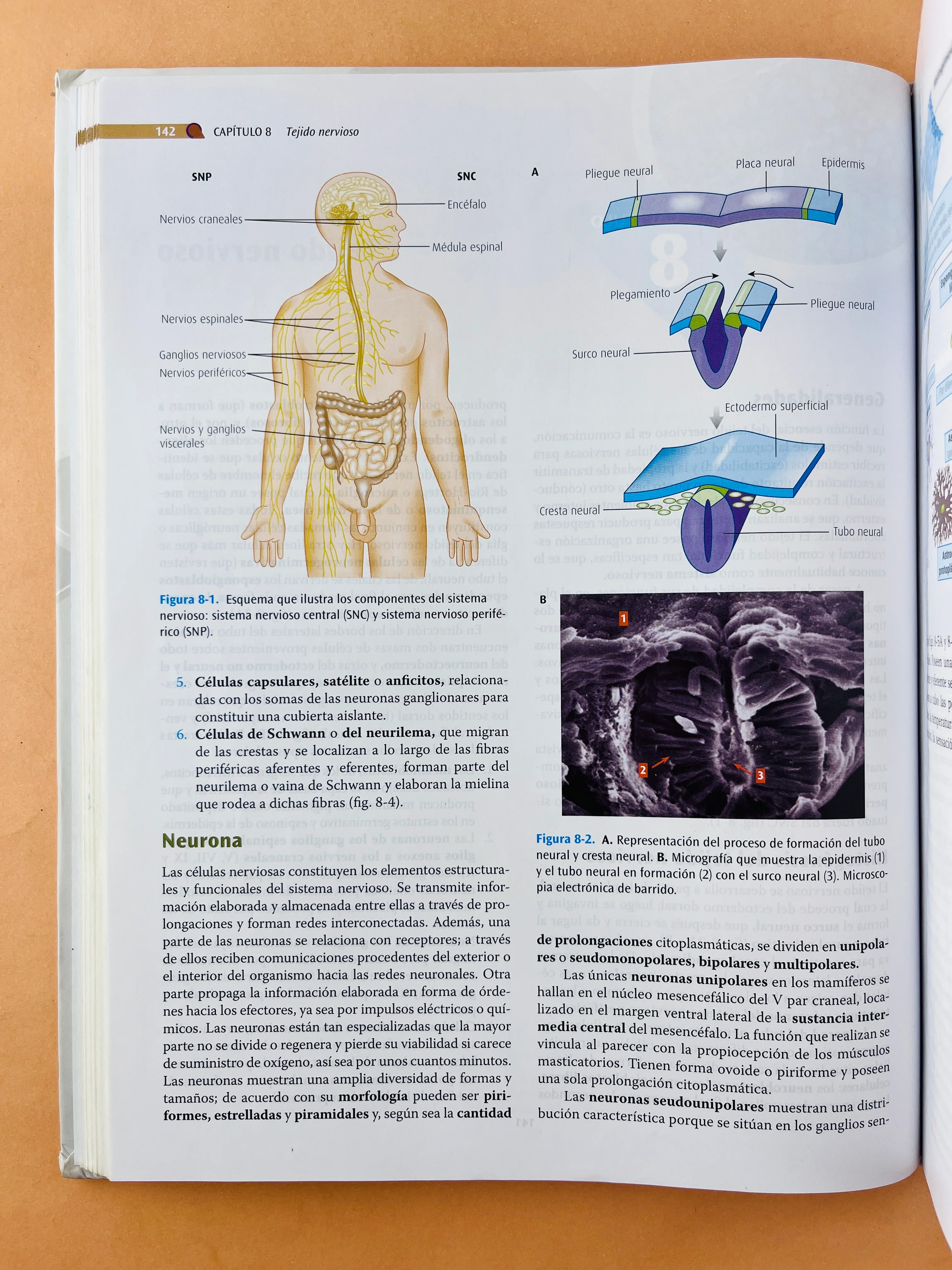 Texto atlas de Histología Biología Celular y Tisular segunda edición - Image 5