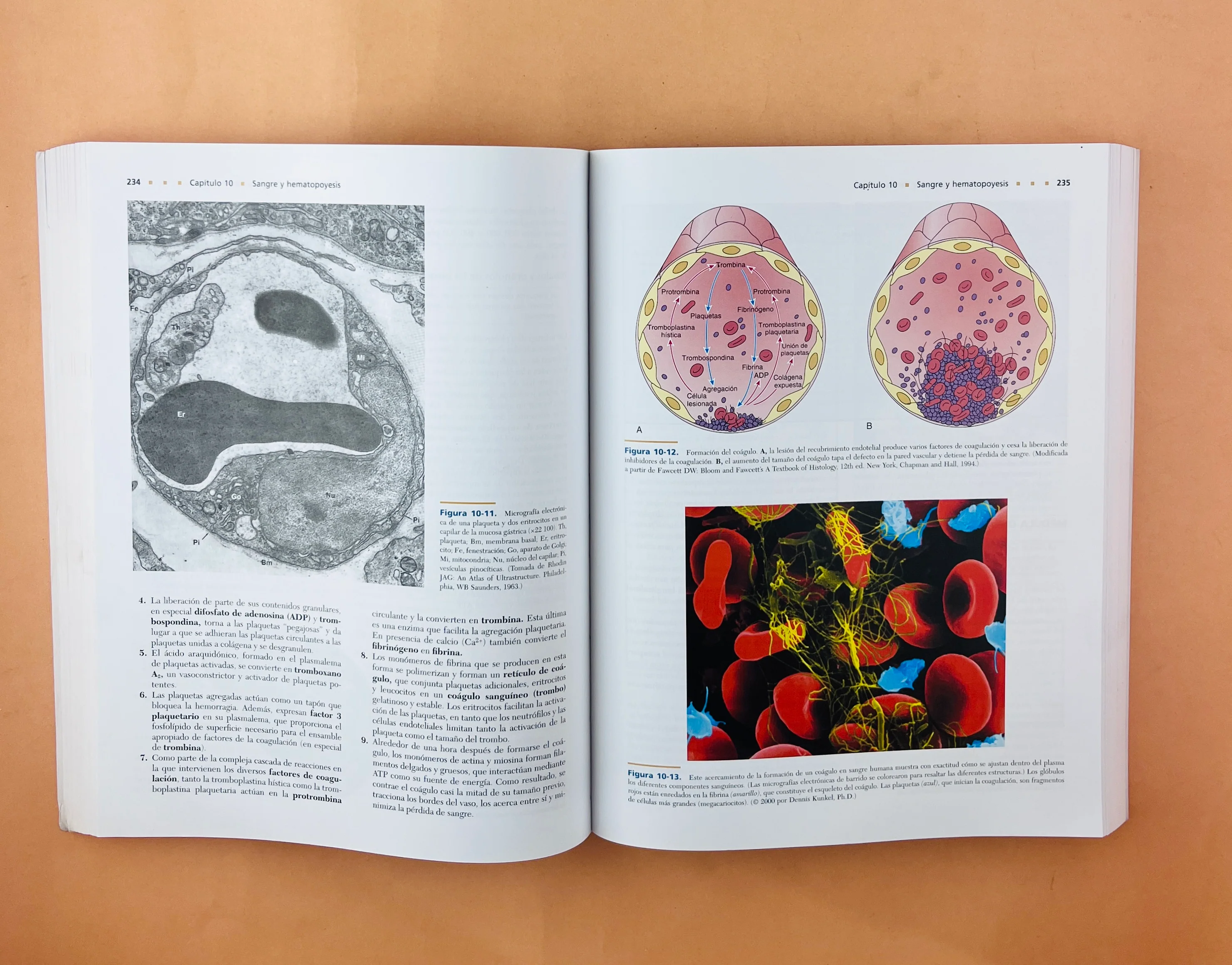 Texto atlas de Histología tercera edición - Image 4