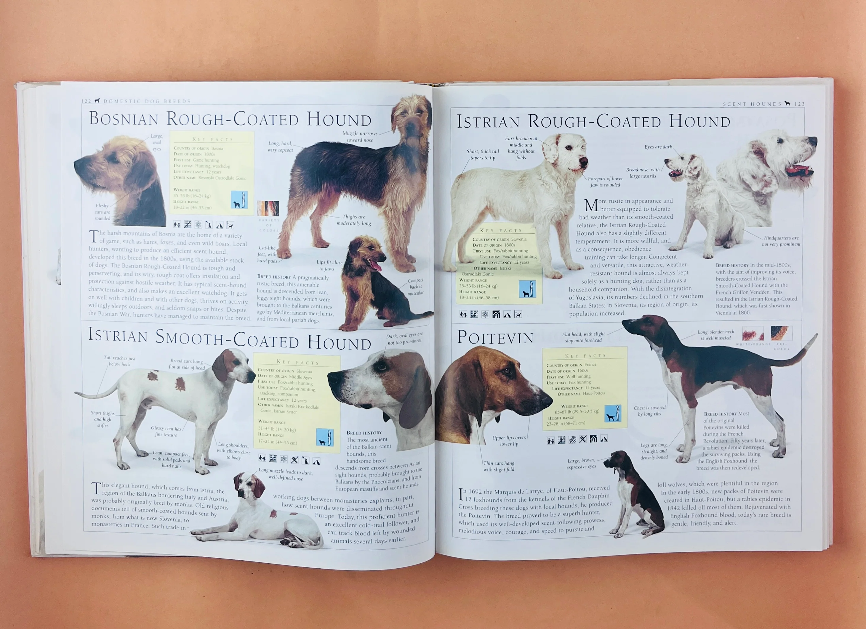 The encyclopedia of the dog - Image 2