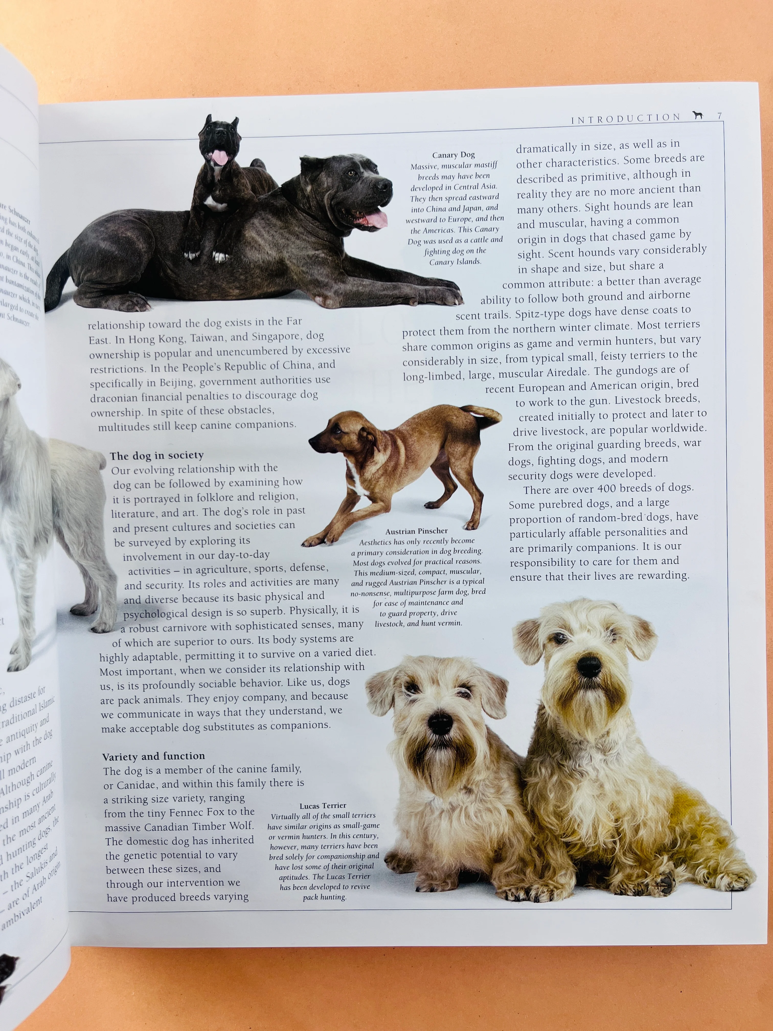 The encyclopedia of the dog - Image 4