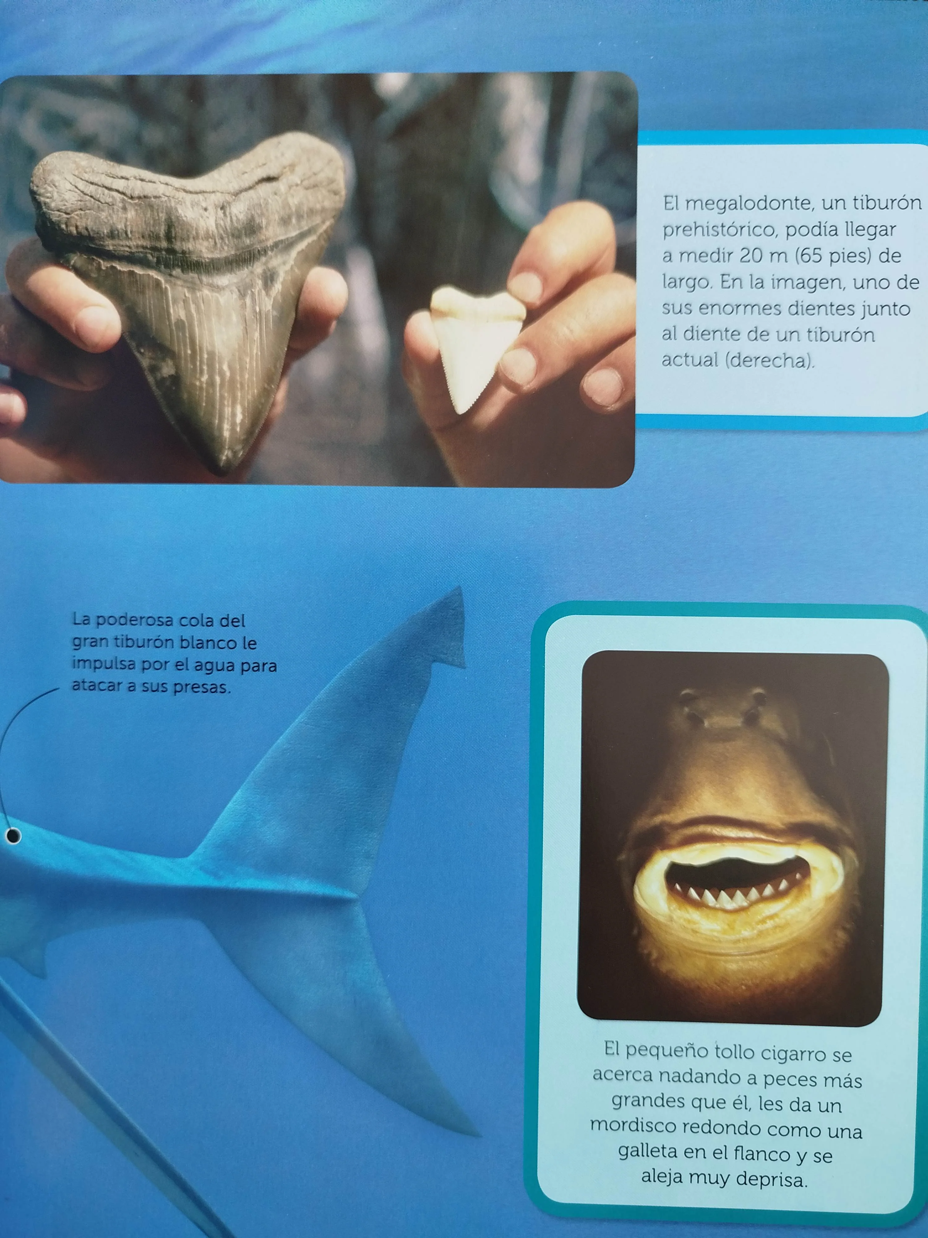 Tiburones conoce de cerca los depredadores marinos mas tímidos - Image 2