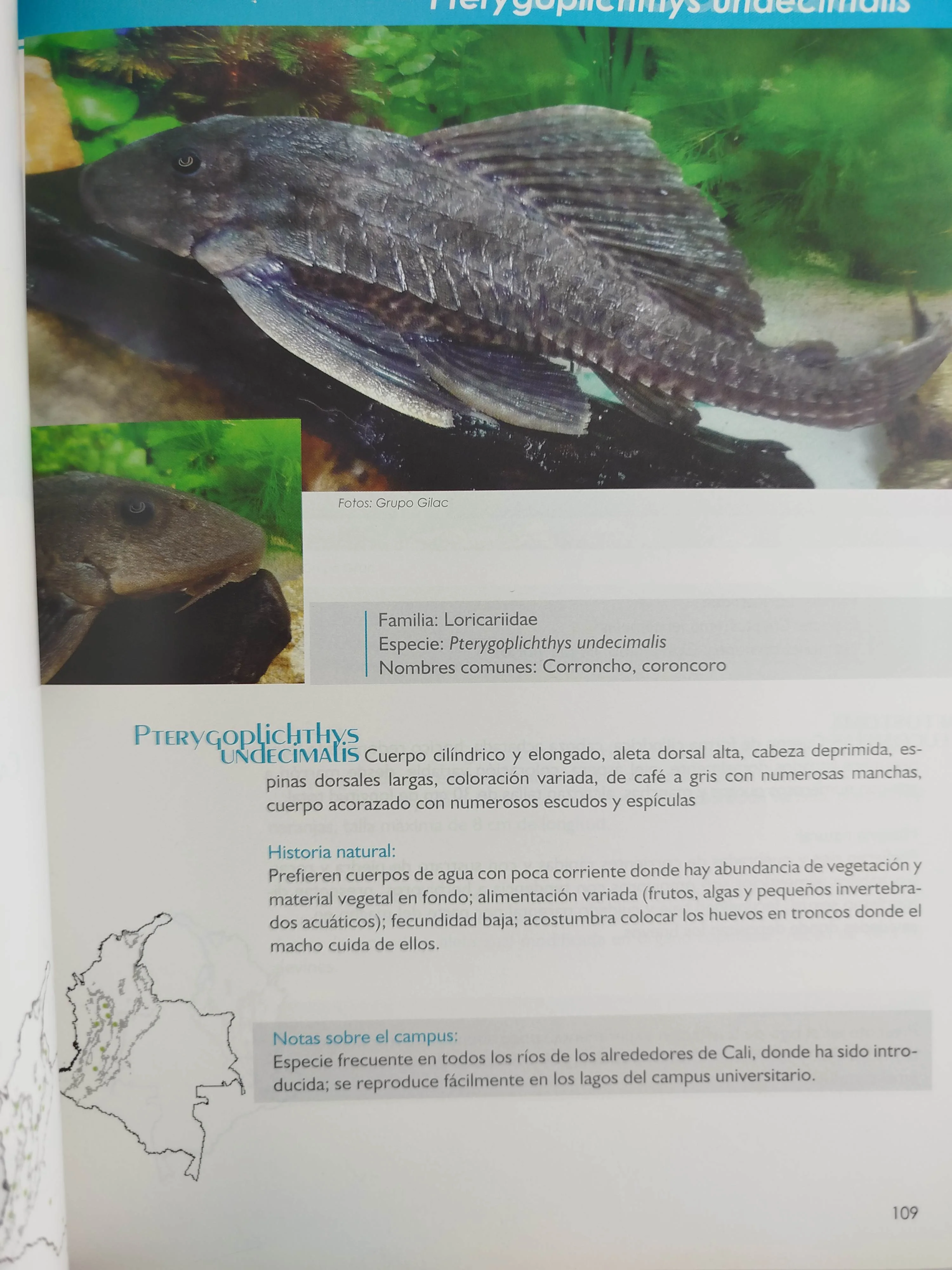 Vida silvestre en el campus de la universidad del valle - Image 3